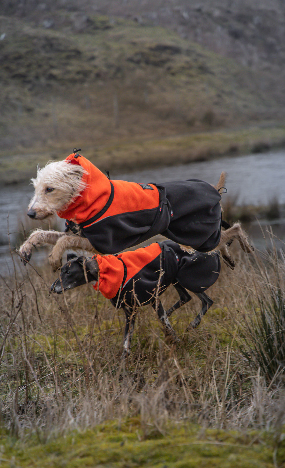 Phoenix dog jacket (4)