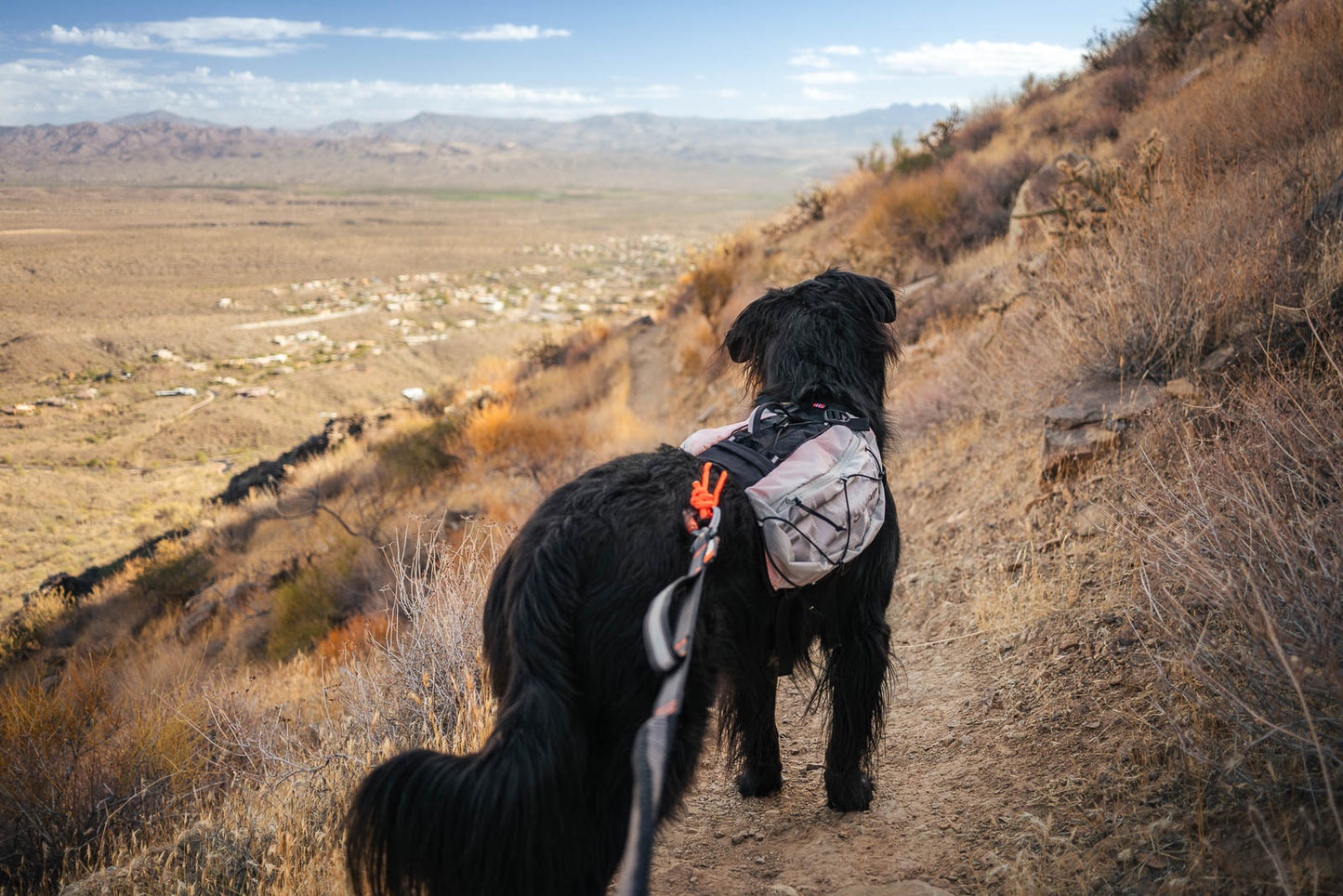 Trail light dog backpack (1)