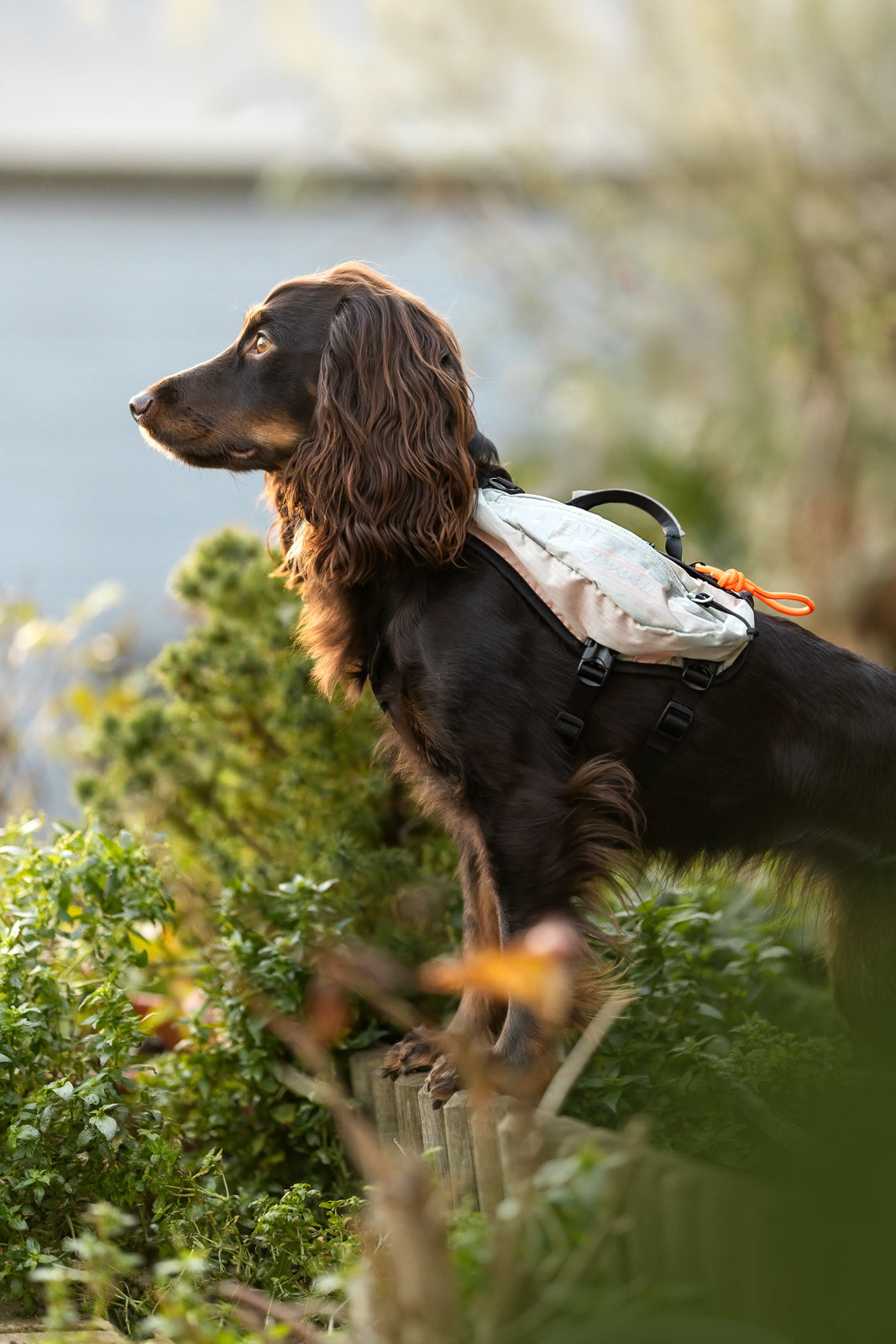 Trail light dog backpack (2)