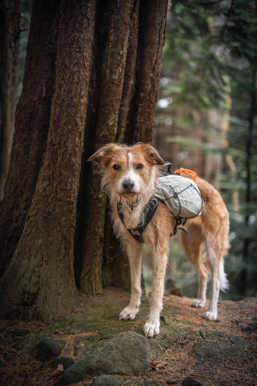 Trail light dog backpack (3)